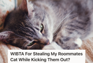 Roommates Want To Kick A Bad Roommate Out, But They Also Want To Steal His Cat Since He Treats It So Poorly