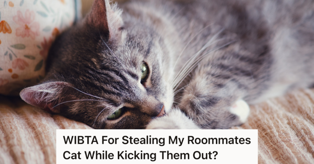 grey cat lying on couch