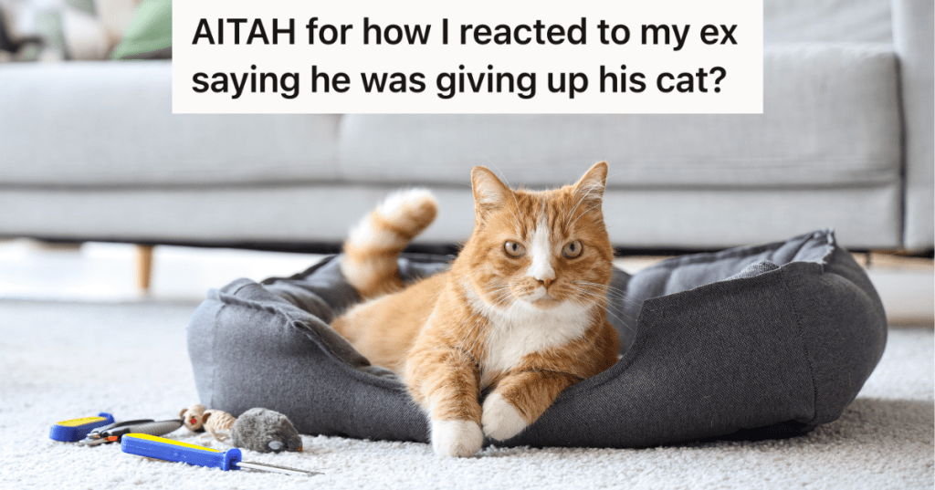 orange and white cat lying in cat bed