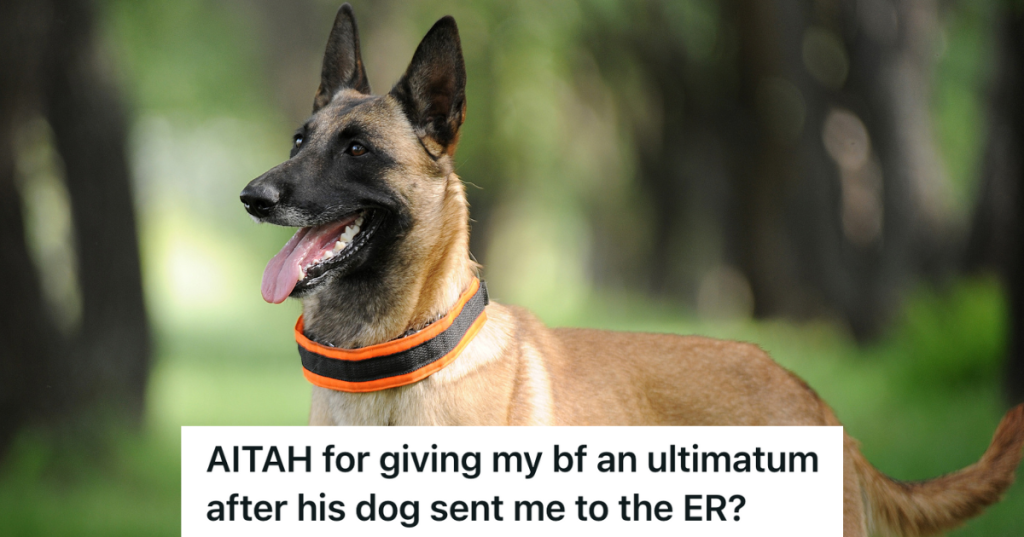 Belgian Shepherd Malinois dog outside