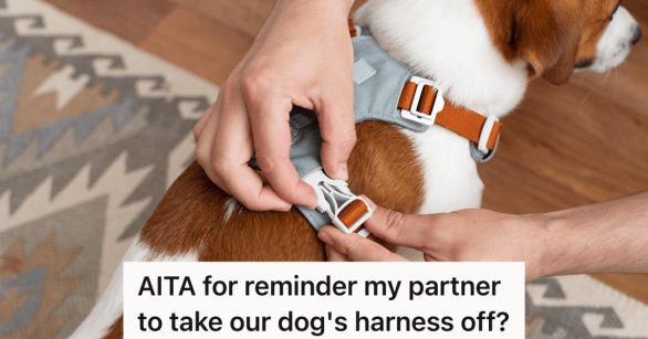 woman putting dog's harness on the dog