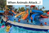 The Lifeguard At A Water Park Had To Calm Panicked Guests Due To A Family Of Ducks, Two Snakes, And A Major Storm In What He Describes As The Best Day Ever