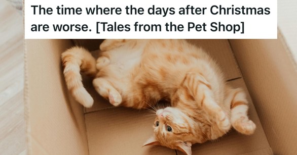 Orange cat lying in a box