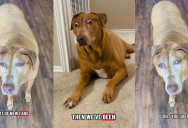 A Dog Owner Explained Why Her Pooch Always Has A Shocked Expression On Her Face