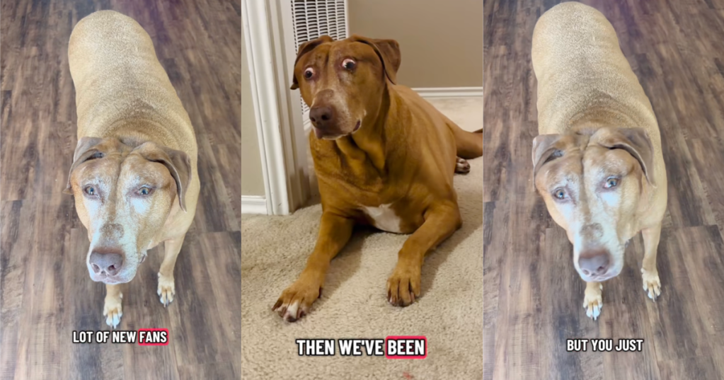 dog sitting on a floor