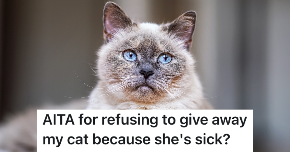 cat looking into a camera