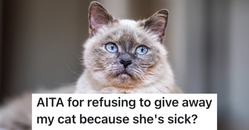 cat looking into a camera