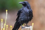 Study Shows That Darker Bird Feathers Weigh More Than Lighter Ones, Which May Explain Why Most Migratory Birds Are Lighter In Color