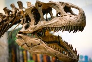 People Have Been Finding Ancient Fossils For Millennia, But What Did They Think They Were Prior To Understanding Dinosaurs?