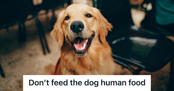 golden retriever looking happy