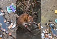 The Famous “Chicago Rat Hole” Has A Huge Following, But It Turns Out That It Was Made By A Squirrel
