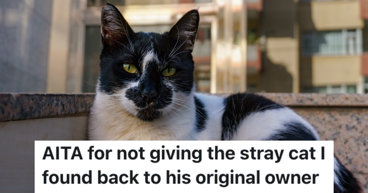 stray cat on a street