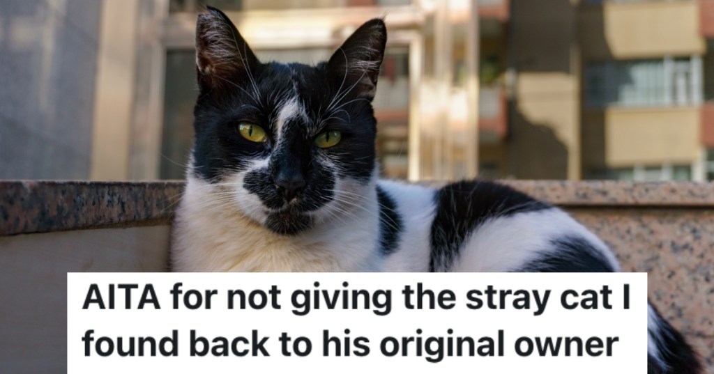 stray cat on a street