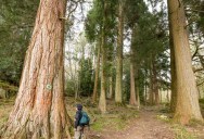 Mysterious Fire Burns Away Nearly 50 Feet Off The Top Of One Of The World’s Tallest Non-Redwood Trees