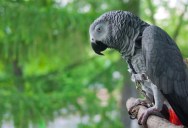 Alex The Gray Parrot Helped Change How The World Thought Of Animal Intelligence