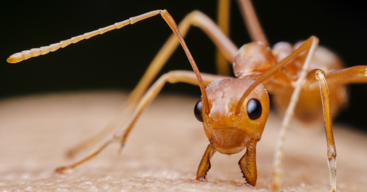 Closeup of an ant