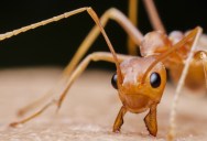Study Shows That Certain Parasitic Ant Queens Take Over Rival Ant Species Using Scent To Turn A Rival Queen’s Workers Against Her