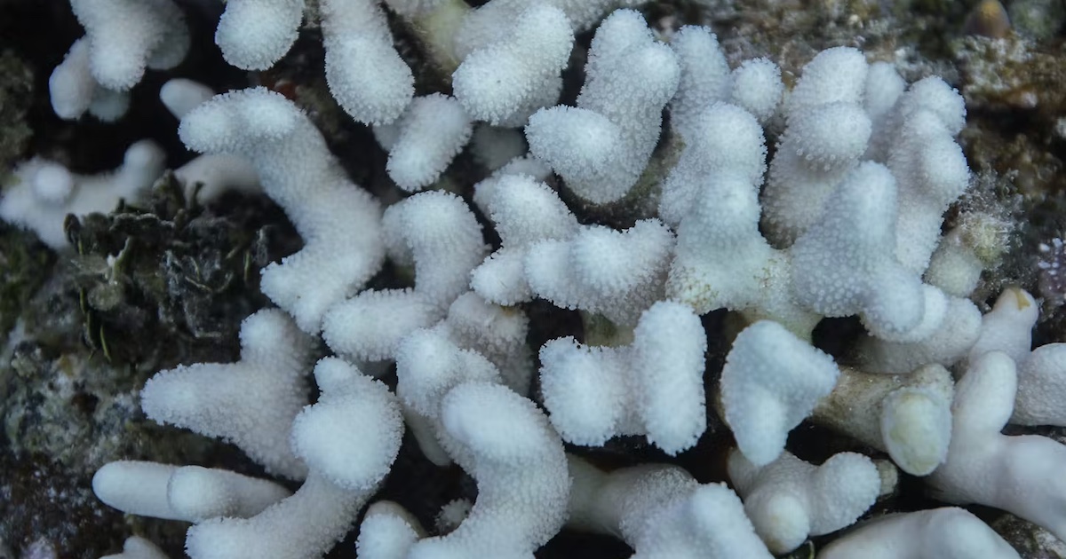 Marine Heatwave Leads To The Extinction Of Two Critically Endangered Species Of Floridian Coral Bleached corals in Florida