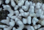 Marine Heatwave Leads To The Extinction Of Two Critically Endangered Species Of Floridian Coral