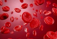 Exciting Advancement In 3D Embryo Models Shows Lab-Grown Cells Making Their Own Blood Supply