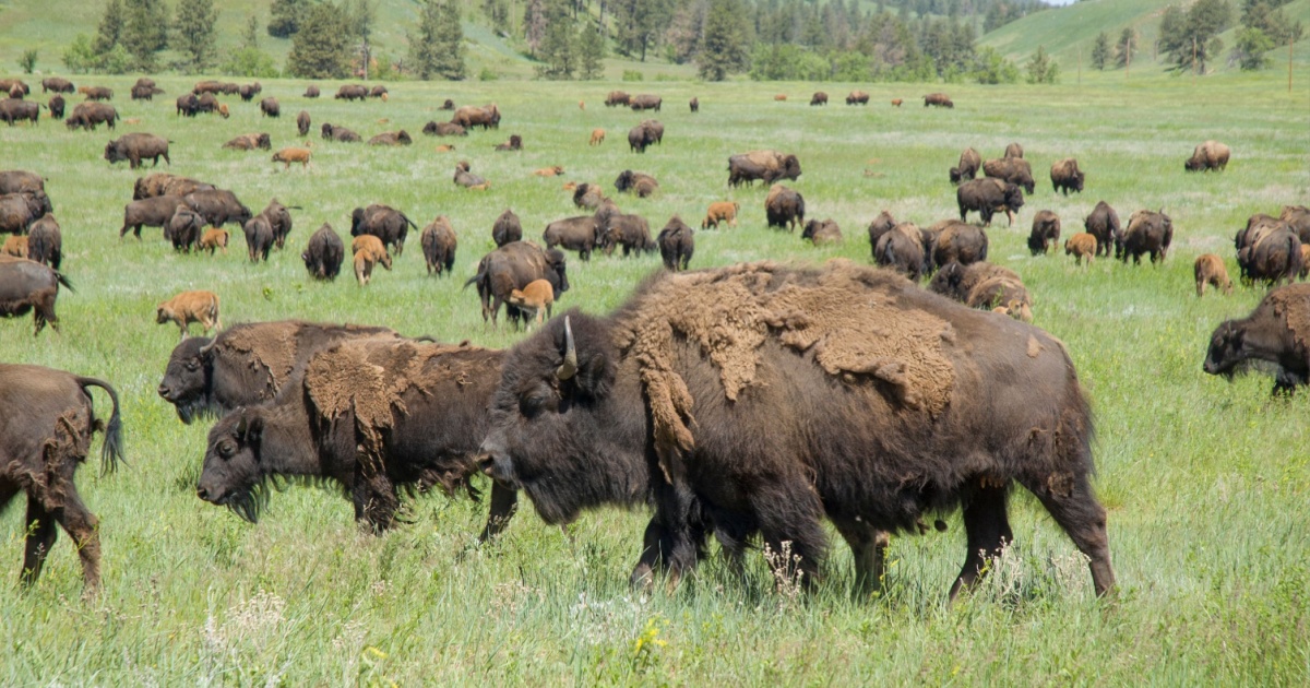 Bison in the wild