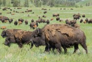 30+ Million American Bison Were Nearly Driven To Extinction By Humans Throughout The 1800s