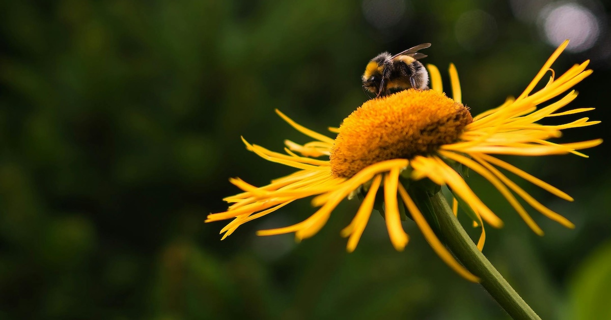 A bumblebee on a yellow flower