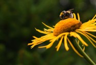 New Study Shows That Bumblebees Can Actually Understand Morse Code