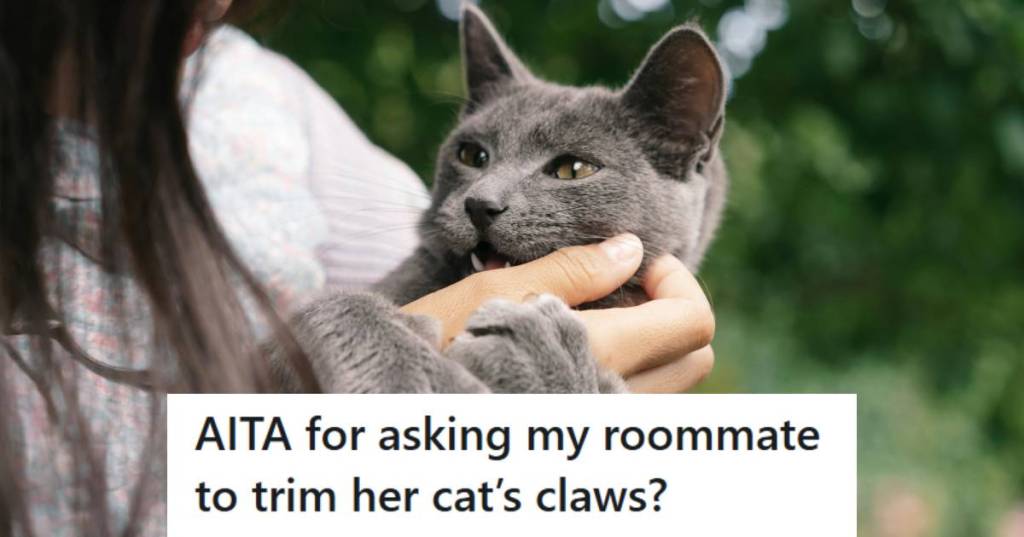 Russian Blue cat playing with a woman, trying to bite and scratch