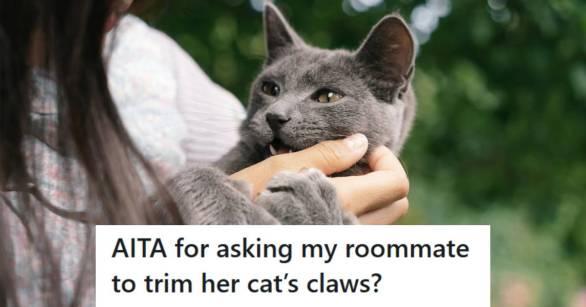 Russian Blue cat playing with a woman, trying to bite and scratch