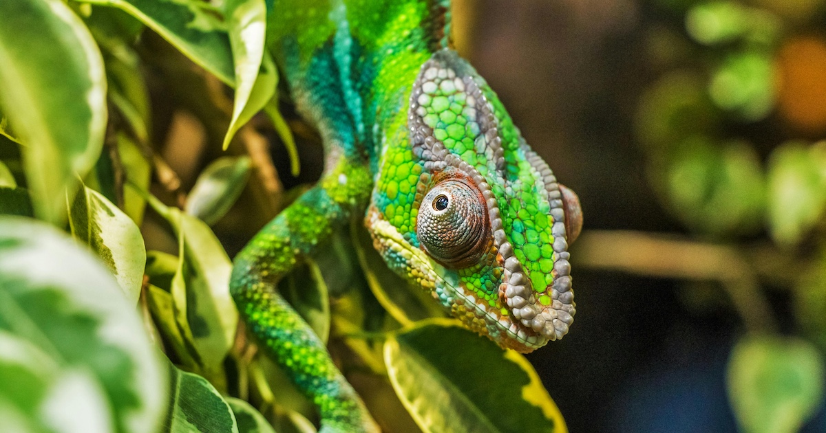 A chameleon camouflaging with green leaves