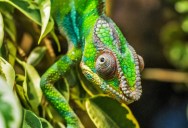 Scientists Use CT Scans To Explain For The First Time How A Chameleon’s Unique Eyes Really Work