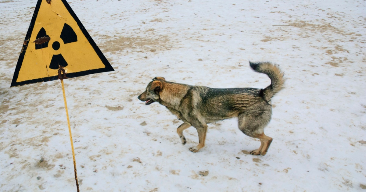 Dog at Chernobyl