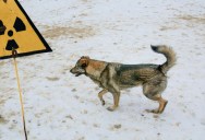 Dogs Living Around The Chernobyl Nuclear Power Plant Disaster Are Turning Blue, But Scientists Think The Explanation Is Rather Simple