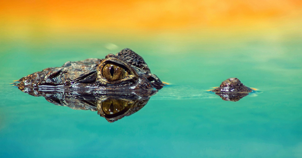 A crocodile's eyes and snout visible above the water line