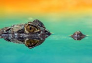 Crocodiles Are Scary Enough Already, But A New Study Suggests That 55 Million Years Ago These Apex Predators Were Much Worse