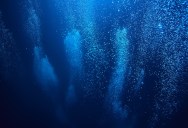 Camera Researching Ocean Currents Got Lucky And Caught A “Sea Pig” Swimming Over 2300 Meters Below The Surface