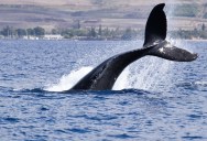 Remarkable New Study Shows How Often One Whale Species Dives To Feed, And The Incredible Number Of Seafood They Consume