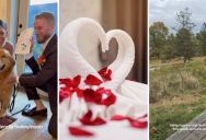 Wally The Dog Has Become Internet Famous, And When His Owners Got Married They Took Him On The Honeymoon