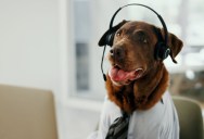 Researchers Are Studying Dogs To See If They Could Learn To Talk, And They’re Making Progress