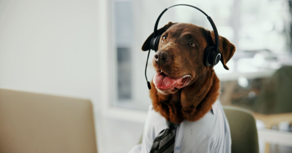 Dog with headset
