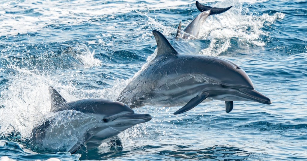 Dolphins swimming