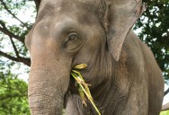 Initiative Moving Forward To Help Rehabilitate “Working” Elephants Back Into The Wild