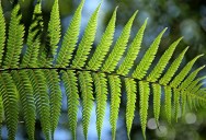 How An Unsuspecting Fern Could Be The Key To Ending Proxy Wars Over The Scarcity Of Rare Earth Elements