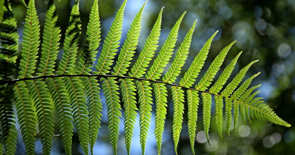 A green fern leaf