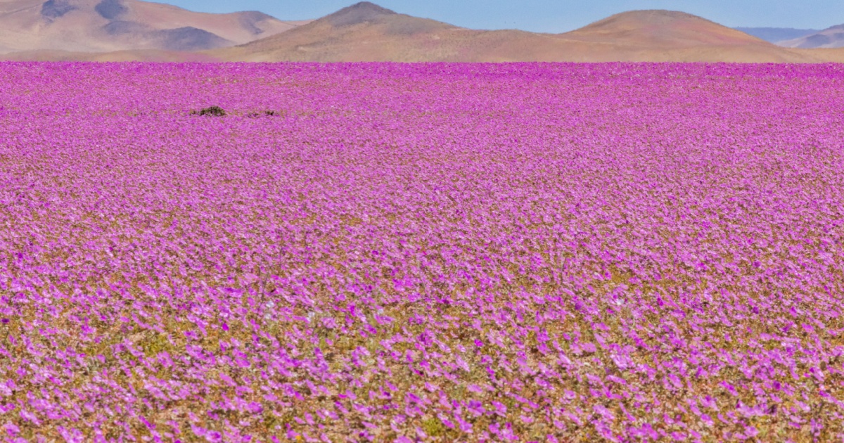 Atacama Desert Flowers