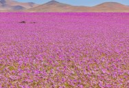 The Atacama Desert Is One Of The Driest In The World, But It Also Boasts One Of The Most Gorgeous Blooms Of Flowers