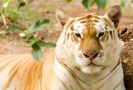 The Golden Tiger Is Extremely Rare, So Why Do Conservationists Want To Stop Programs That Could Increase Their Numbers?
