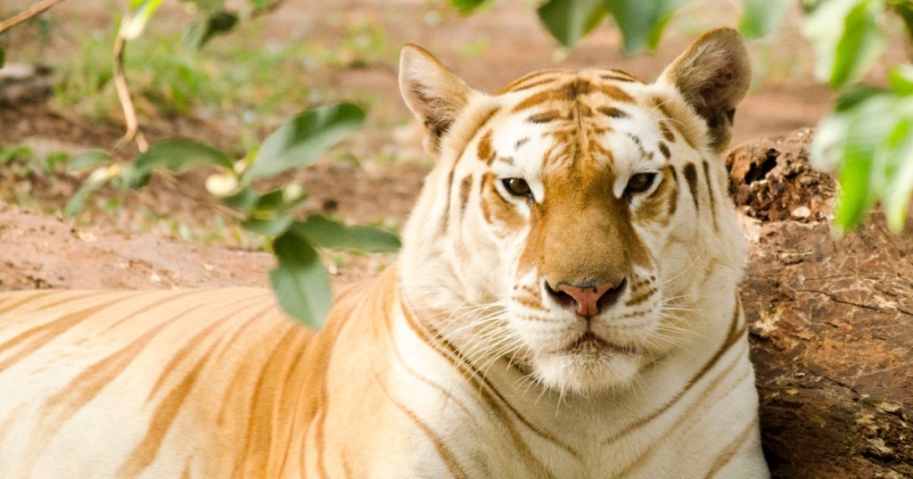 Golden Tiger