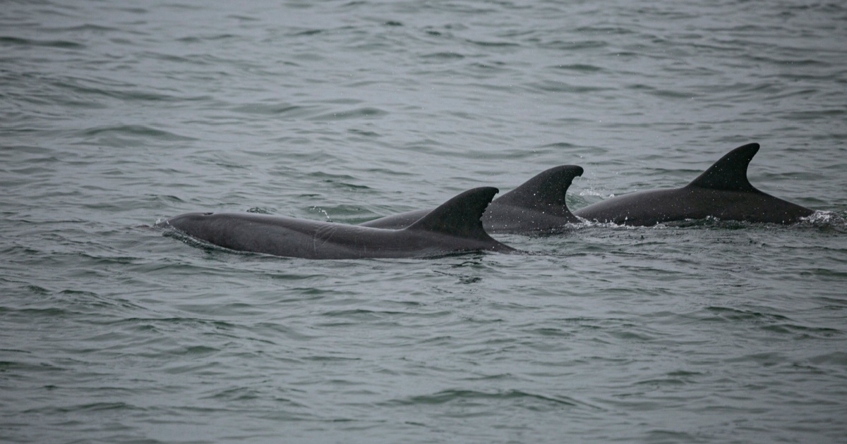 Humpback Dolphins Have Started Putting Sea Sponges On Their Heads As Part Of Their Efforts To Attract A Female Humpback dolphins without sponges
